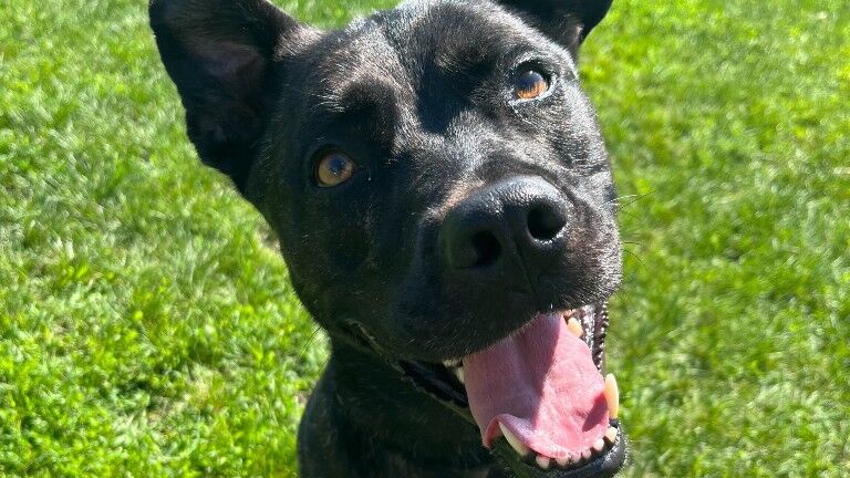 Pet of the week: Lucy